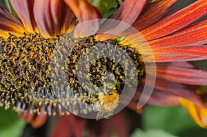 Bumblebee  pollinates a colourful flower