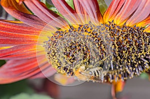 Bumblebee  pollinates a colourful flower