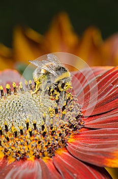 Bumblebee  pollinates a colourful flower