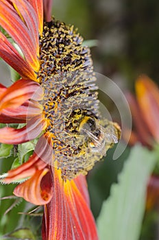 Bumblebee  pollinates a colourful flower