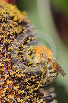 Bumblebee  pollinates a colourful flower