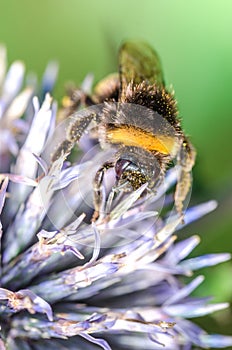 Bumblebee pollinates a flower/big bumblebee pollinates a flower. Selective focus