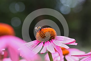 Bumblebee Pollinates Flowering Plant Purple Coneflower in Summer