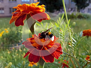 Bumblebee pollinates flowers