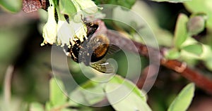 Bumblebee pollinates the flowers of honeysuckle. Spring