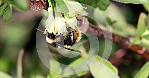 Bumblebee pollinates the flowers of honeysuckle. Spring