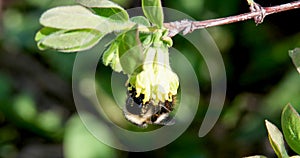 Bumblebee pollinates the flowers of honeysuckle. Spring