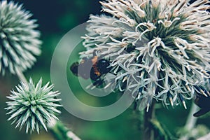 Bumblebee pollinates forest spines