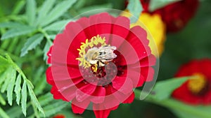 Bumblebee pollinates garden flowers in summer