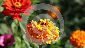 Bumblebee pollinates garden flowers on a summer day