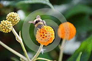 A bumblebee pollinates an orange ball tree flower