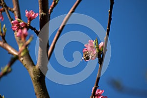 Bumblebee pollinates peach tree flowers. Peach blossoms in spring. Blue sky