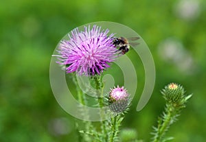 bumblebee pollinates a thistle, bumblebee, Bombus, Carduus
