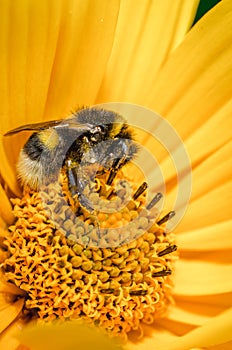 Bumblebee pollinates a yellow flower/ Closeup. Pollinations of concept