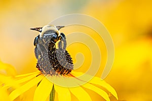 Bumblebee Pollinating Black-Eyed Susan Flower photo