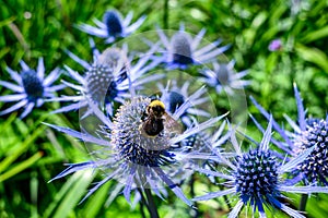 Bumblebee pollinating a blue bloom of a flowering Sea Holly plant in a summer garden