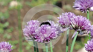 A Bumblebee Pollinating a Chive Flower Allium schoenoprasum