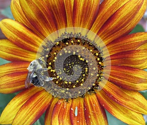 Bumblebee Pollinating Colorful Sunflower In A Garden