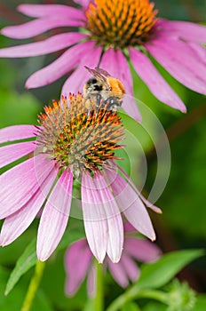 Bumblebee pollinating echinacea flower