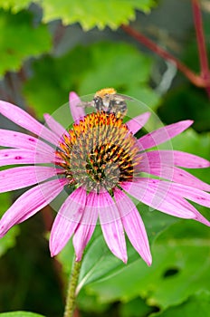 Bumblebee pollinating echinacea flower