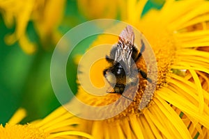 Bumblebee pollinating Elecampane flower