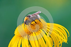 Bumblebee pollinating Elecampane flower photo