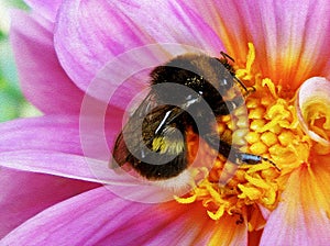 Bumblebee pollinating floret, bumble bee on pink flower, stylized painting.