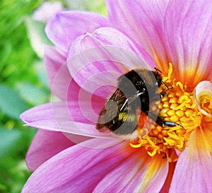 Bumblebee pollinating floret, bumble bee on pink flower, stylized painting.