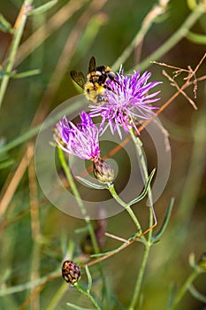 Bumblebee pollinating a flower in August