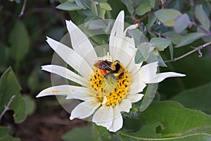 Bumblebee Pollinating a Flower in the Forest