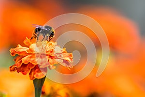 Bumblebee pollinating flower tagetes Close Up. Beautiful Nature