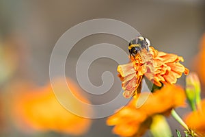 Bumblebee pollinating flower tagetes Close Up. Beautiful Nature