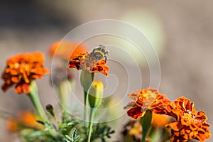 Bumblebee pollinating flower tagetes Close Up. Beautiful Nature