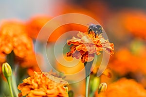 Bumblebee pollinating flower tagetes Close Up. Beautiful Nature