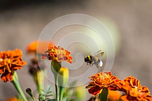 Bumblebee pollinating flower tagetes Close Up. Beautiful Nature