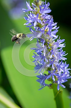 Bumblebee pollinating Pickerelweed