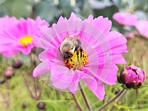 Pollination bumblebee eating pollen on cosmos flowers in field of touristic permaculture farm. Country life Ecosystem. photo