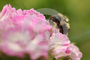 Bumblebee pollinating a pink dianthus flower