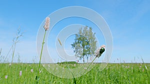 Bumblebee pollinating. Pink meadow flowering snakeroot snakeweed plants in green grassland. Slow motion.