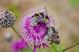 A bumblebee pollinating a purple abloom thistle in the middle of flowering meadow. background