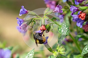 Bumblebee on purple flowers. Slovakia