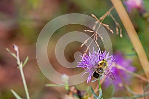 Bumblebee pollinating a purple wild flower in August