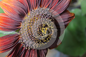 Bumblebee pollinating a red sunflower