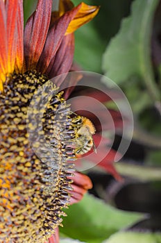 Bumblebee pollinating a red sunflower