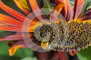 Bumblebee pollinating a red sunflower