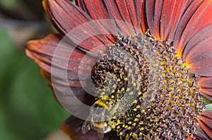 Bumblebee pollinating a red sunflower