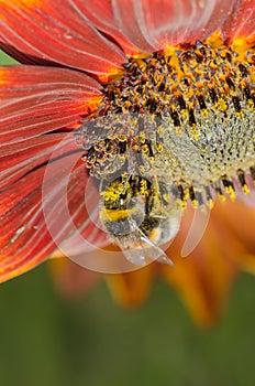 Bumblebee pollinating a red sunflower