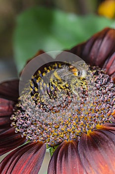 Bumblebee pollinating a red sunflower