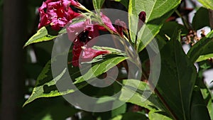 Bumblebee Pollinating Red Weigela Flower