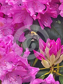 Bumblebee pollinating Rhododendron blooms